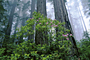 Redwood National Park - by Thảo Nguyên